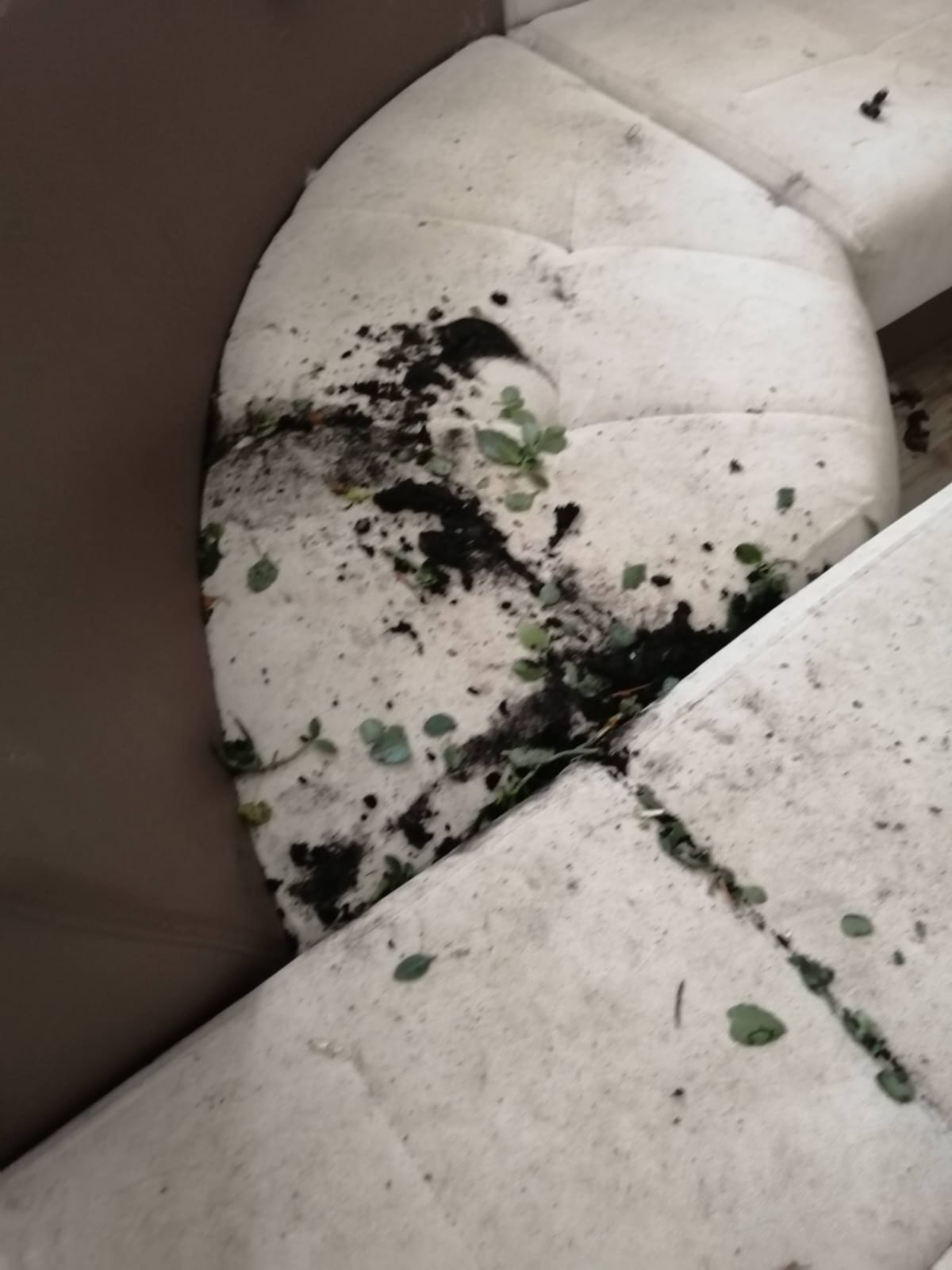 Before Cleaning